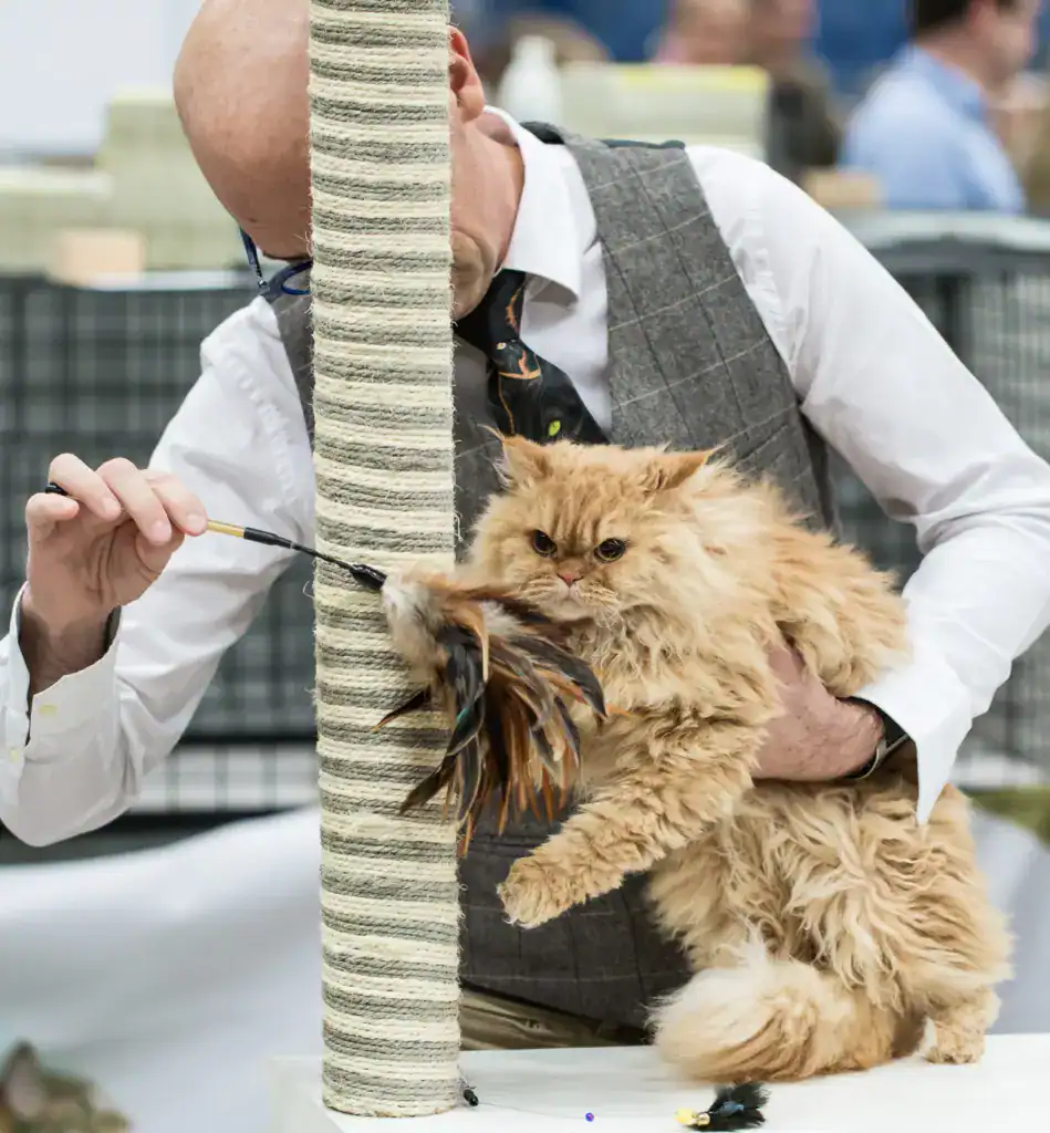 賽爾凱克捲毛貓